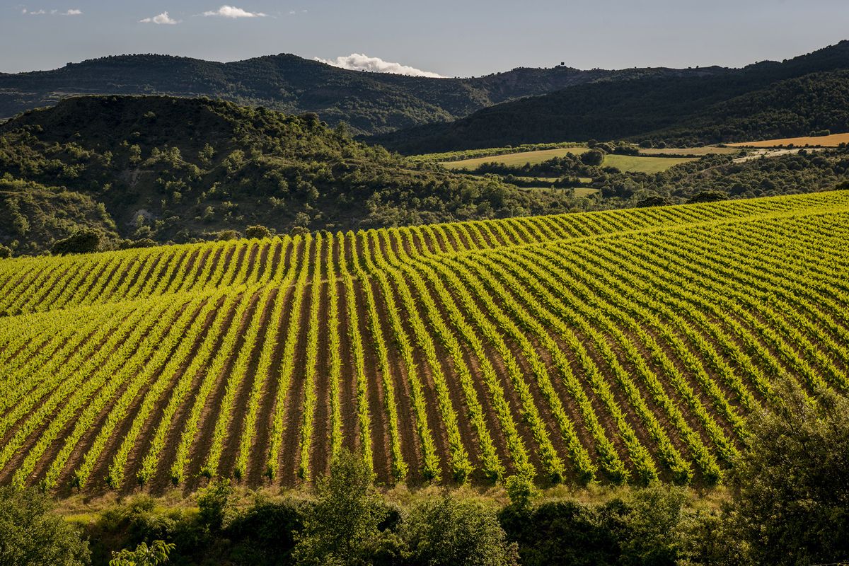 Dwóch producentów chroniących przyszłość wina