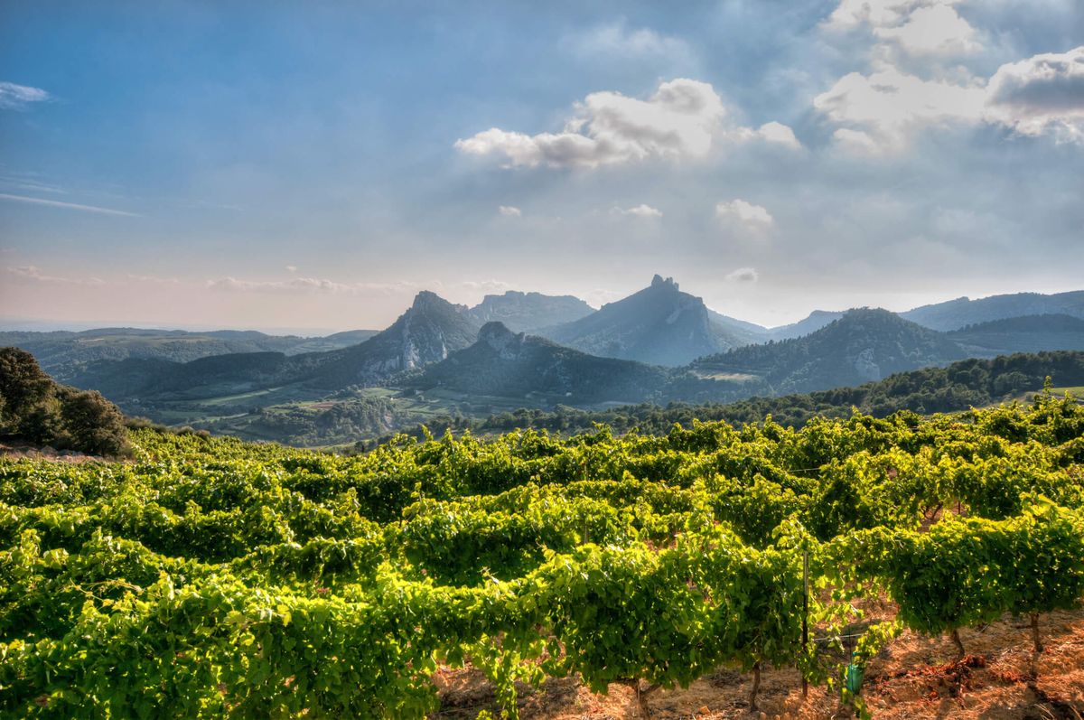 Vinograd v Franciji Suzette ob vznožju Dentelles de Montmirail