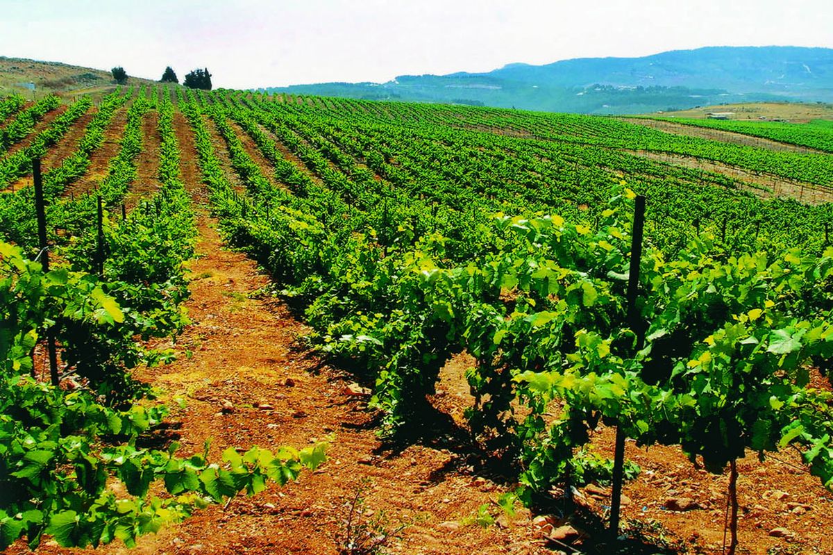 Iisrael: Bordeaux-ühendusega uued maailmaveinid