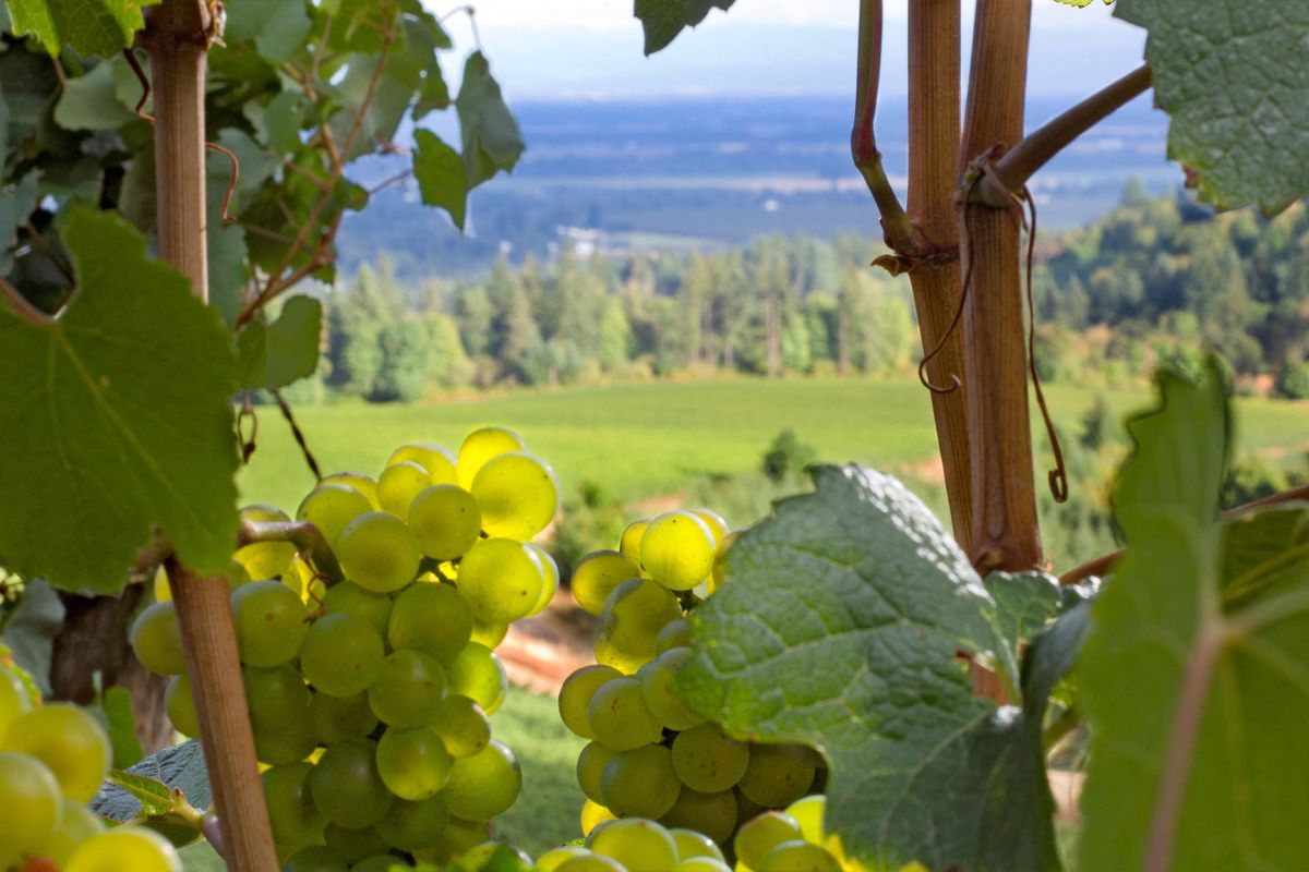 Cerca de uvas Chardonnay en el viñedo Knudsen con el valle de Willamette en el fondo visto a través de las vides