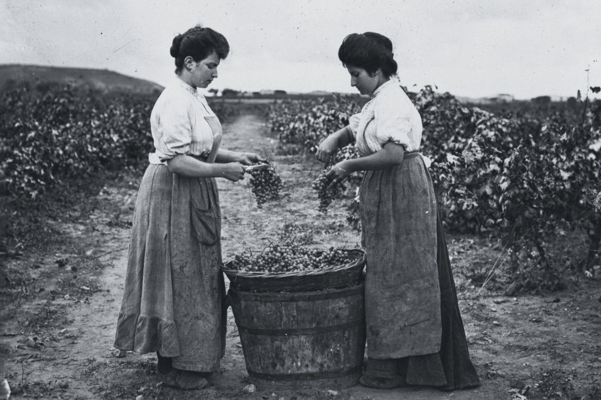 Dve ženski v dolgih oblekah, ina. trgatev vinogradov