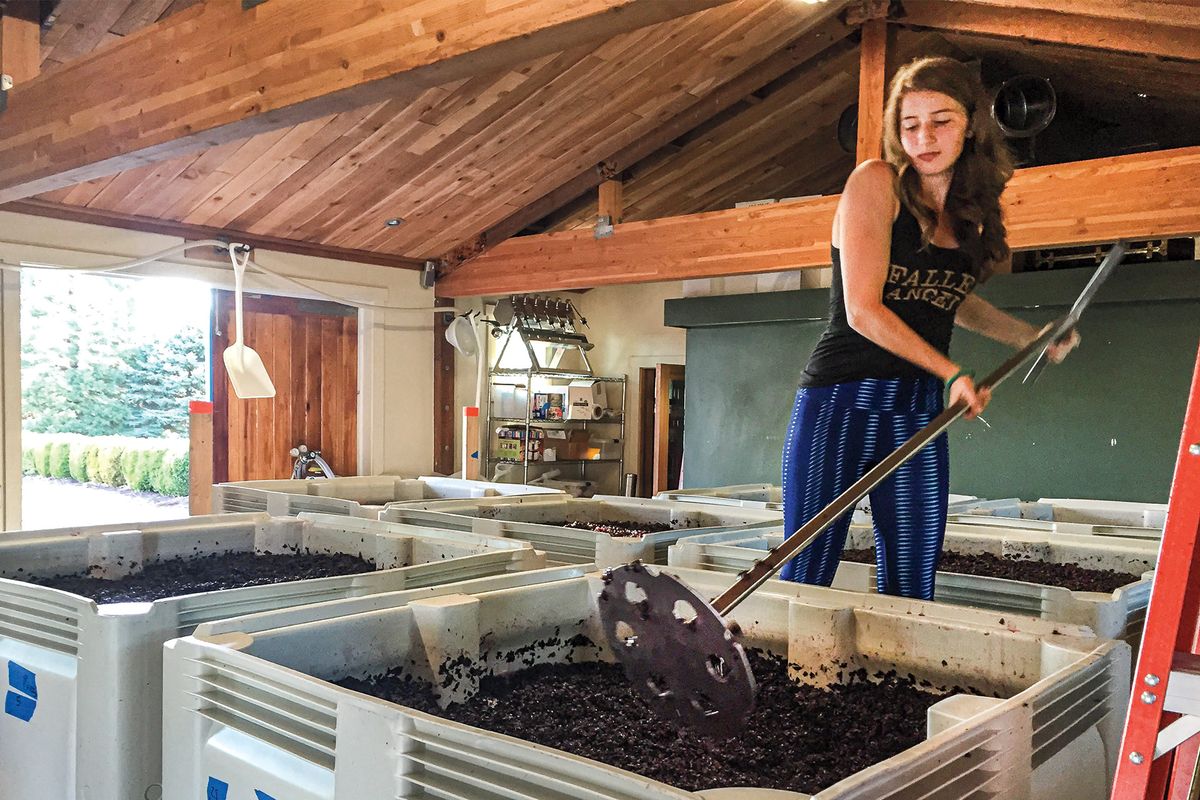 Gillian Krmiljenje pri upravljanju vinogradov