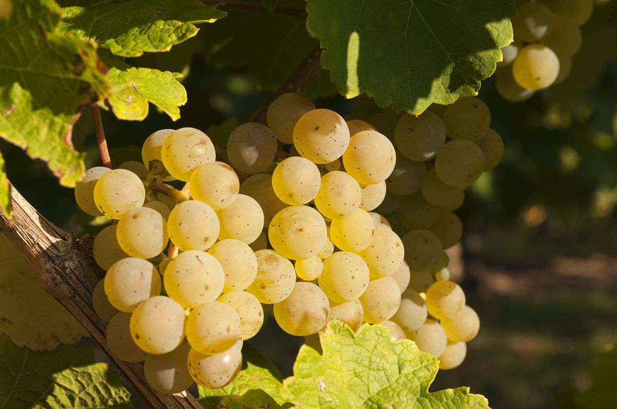 Dojrzałe winogrona Riesling na winorośli
