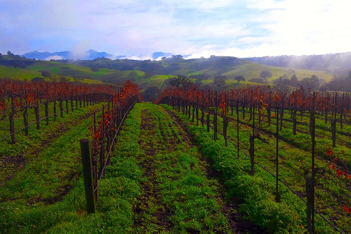 vingård california