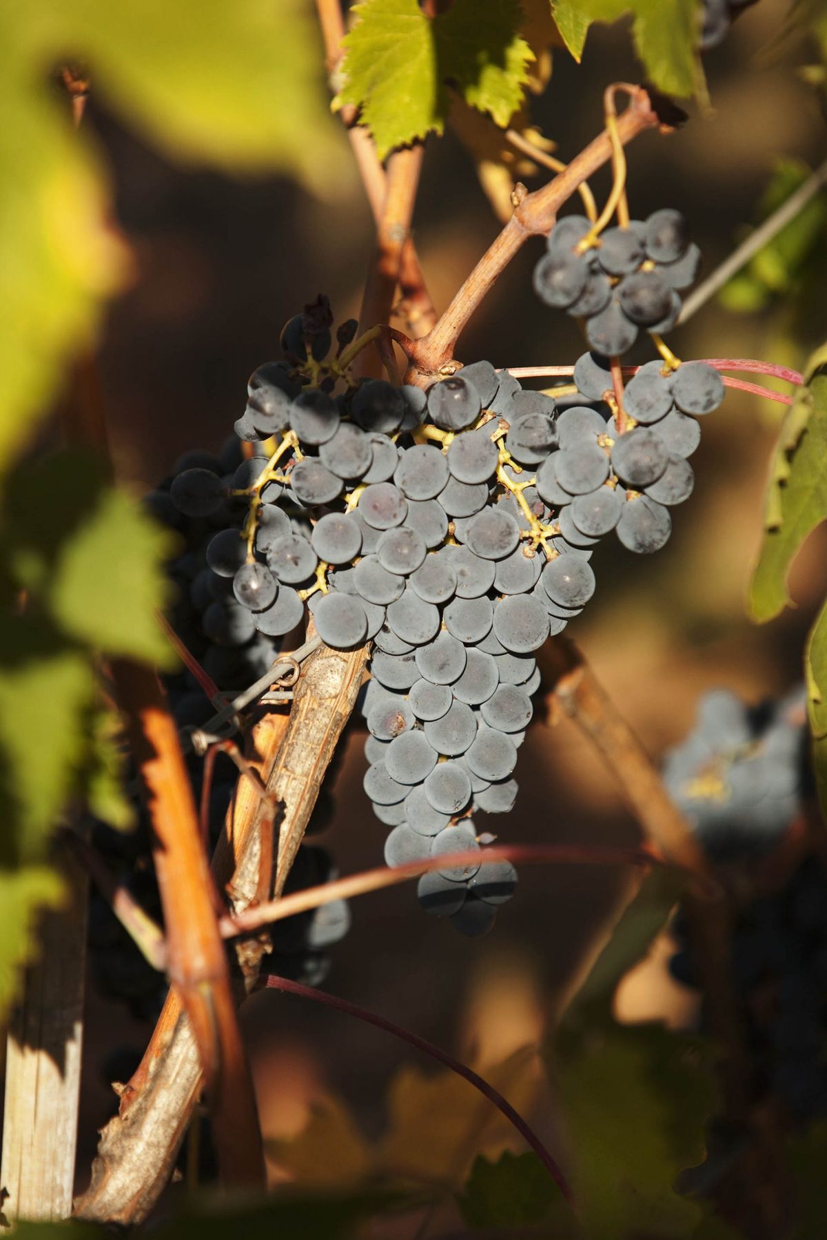 Uvas cultivadas en Brunello di Montalcino