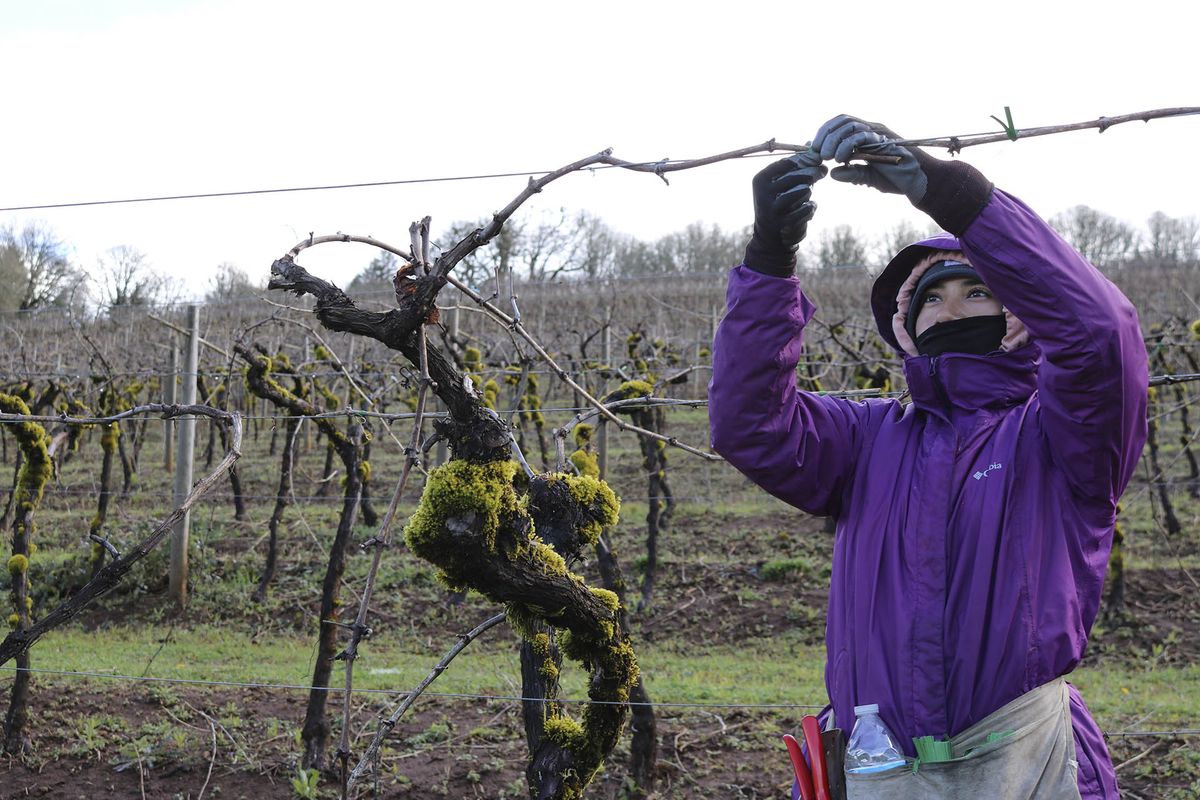ブドウ園の労働者はブドウの木の世話をしながらフェイスマスクを着用します