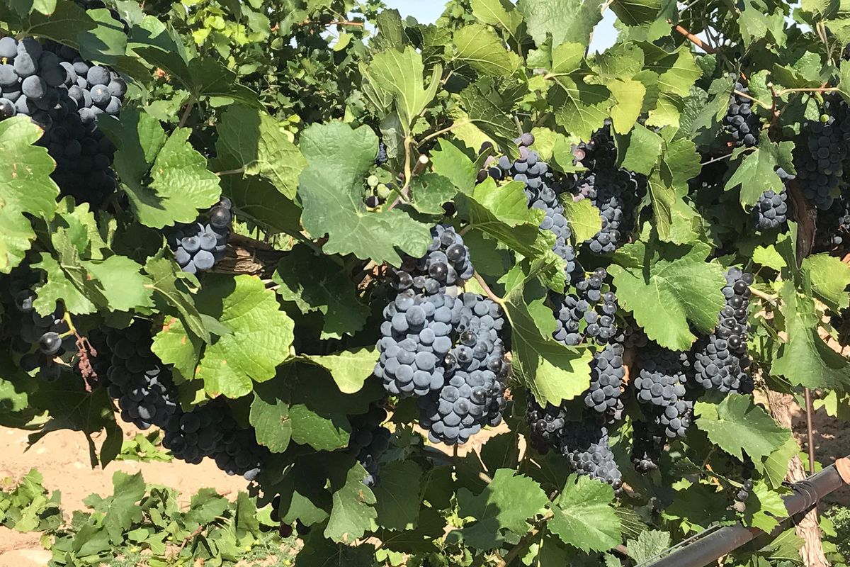 Спелый виноград на лозе