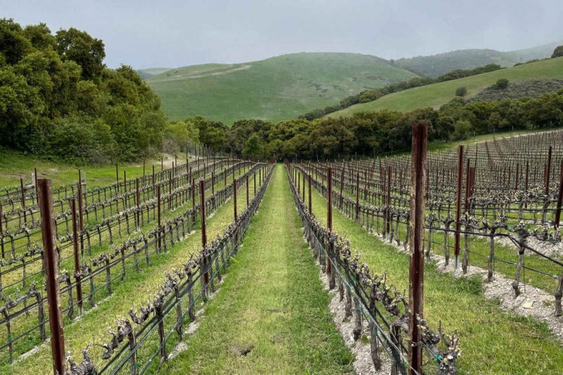   Vinograd na obali Carmel Valley