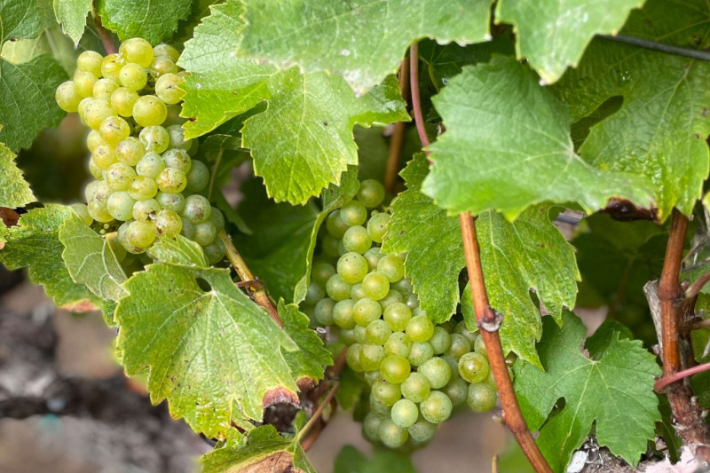   Aizveriet vīnogu vīnogulāju vīna dārzā