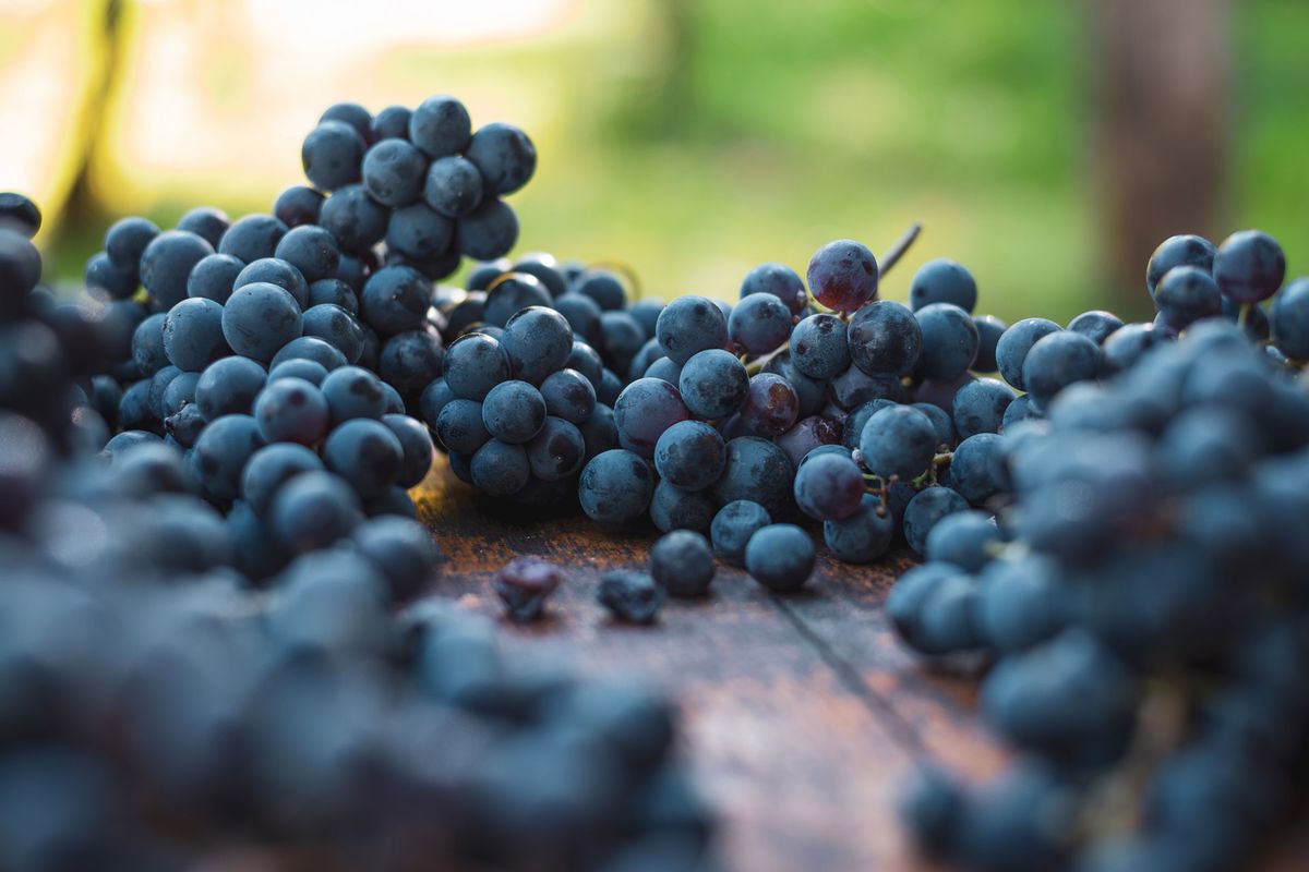 Грозде от синя лоза. Грозде за приготвяне на вино. Подробен изглед на лозя от синьо грозде Каберне Фран в унгарското лозе, есен.