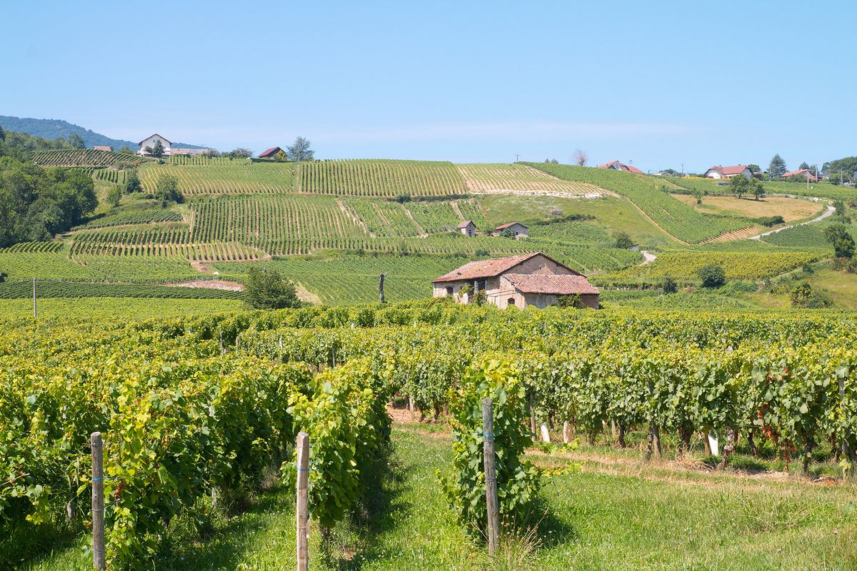 Maak kennis met de Under-the-Radar Franse wijn van de zomer, Altesse
