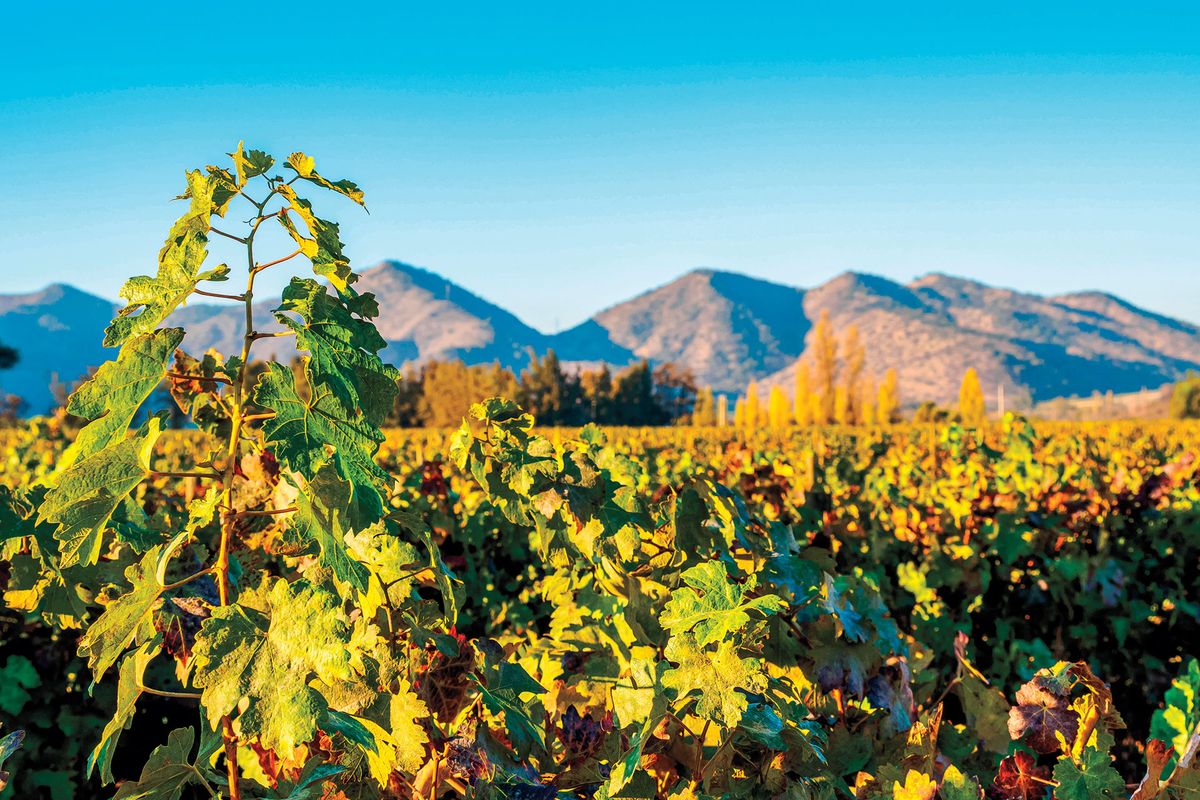 Kuva Cabernet-viinitarhoista Chilessä