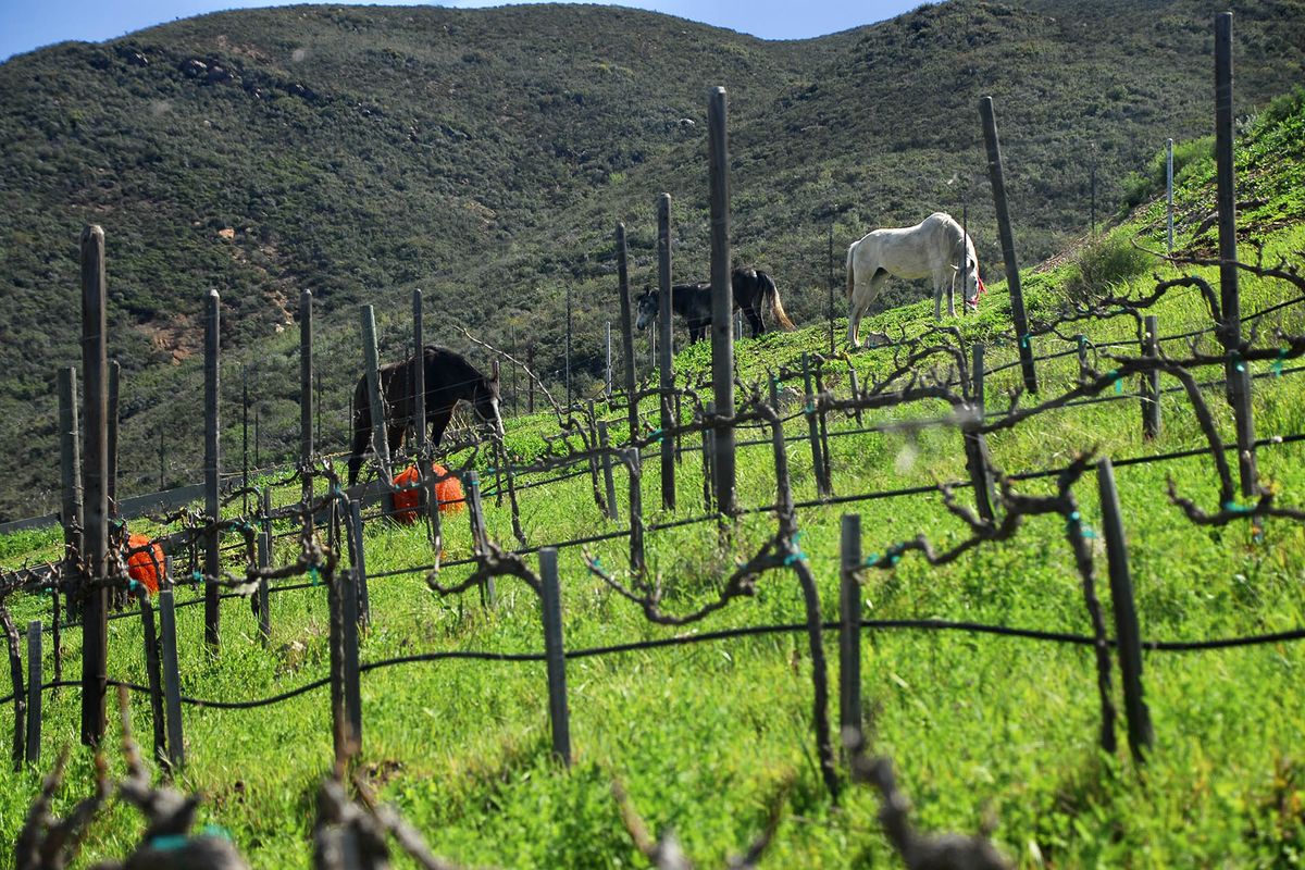 Caballos entre viñas de Montepulciano en Mina Penélope / Foto de Patrick Neri