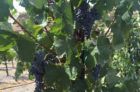 Rượu vang đỏ California sắc nét vượt qua các mùa
