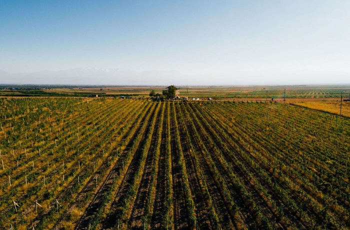 Tiga Pabrik Anggur Menghadirkan Era Baru Pembuatan Anggur Armenia