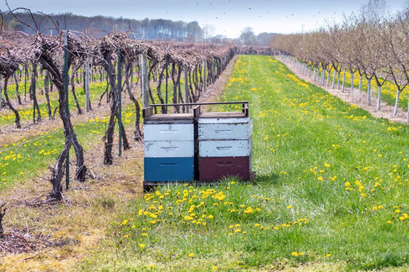   Fából készült méhkaptárak pihennek egy tavaszi szőlőültetvényben és a cseresznyefa gyümölcsösben