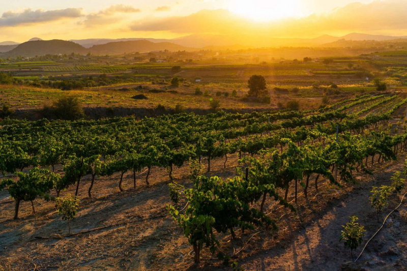   Gojenje vinske trte v Valencii