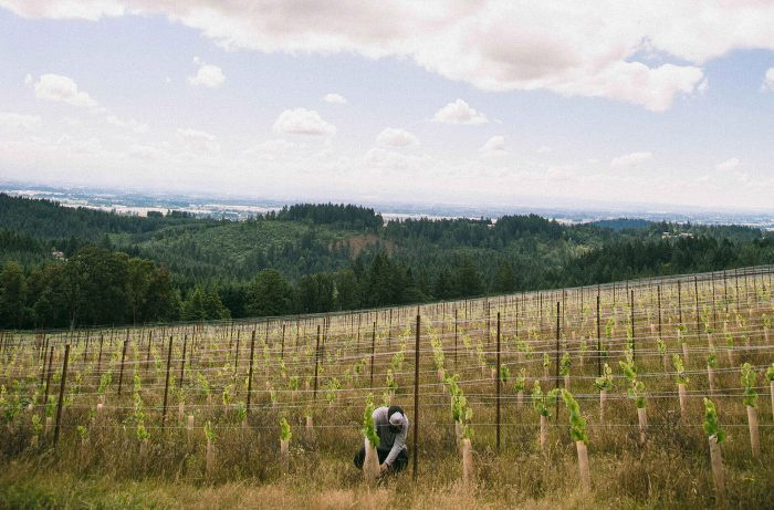 De bijna-dood en wederopstanding van Willamette Valley Chardonnay