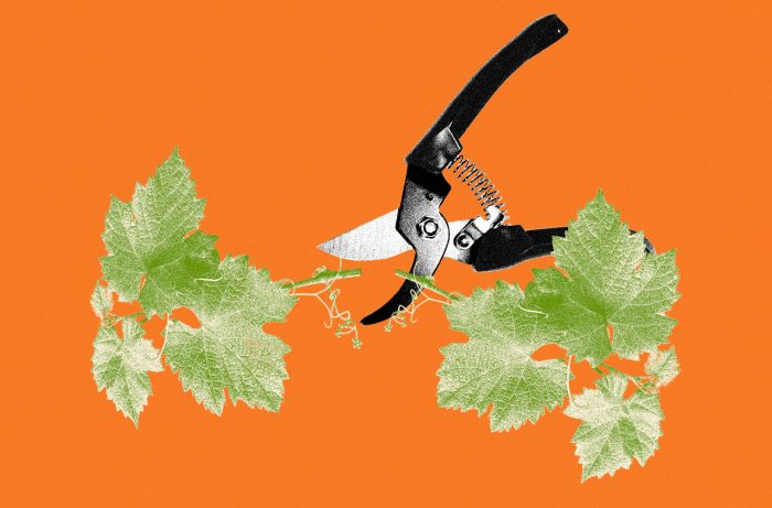 Tekmovanja v obrezovanju vinogradov so več kot zmaga