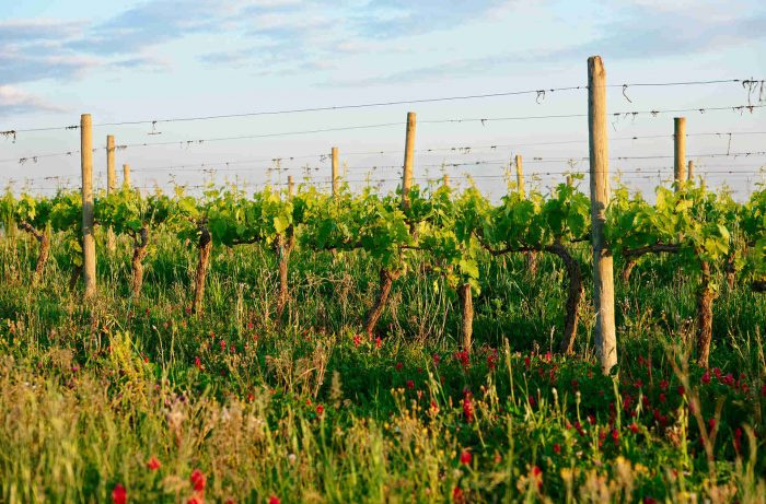 Apakah Pertanian Biodinamik Meningkatkan Anggur? Ahli Menimbang