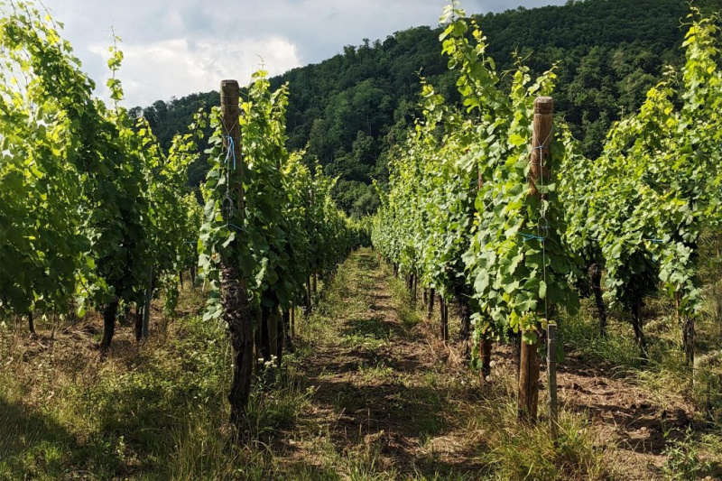   Alsaská vinica