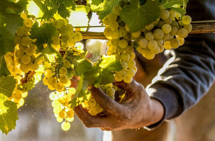 A régi szőlők friss potenciált lehelnek az argentin sémillonba