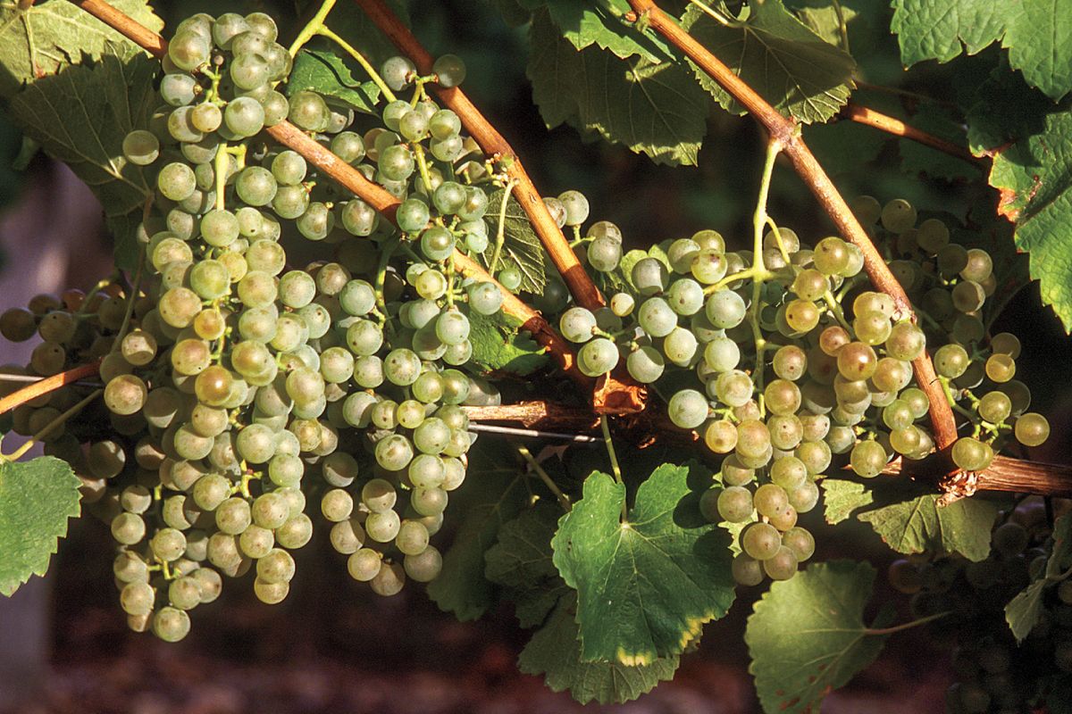 Petit Mansengi viinamarjad Edela-Prantsusmaal