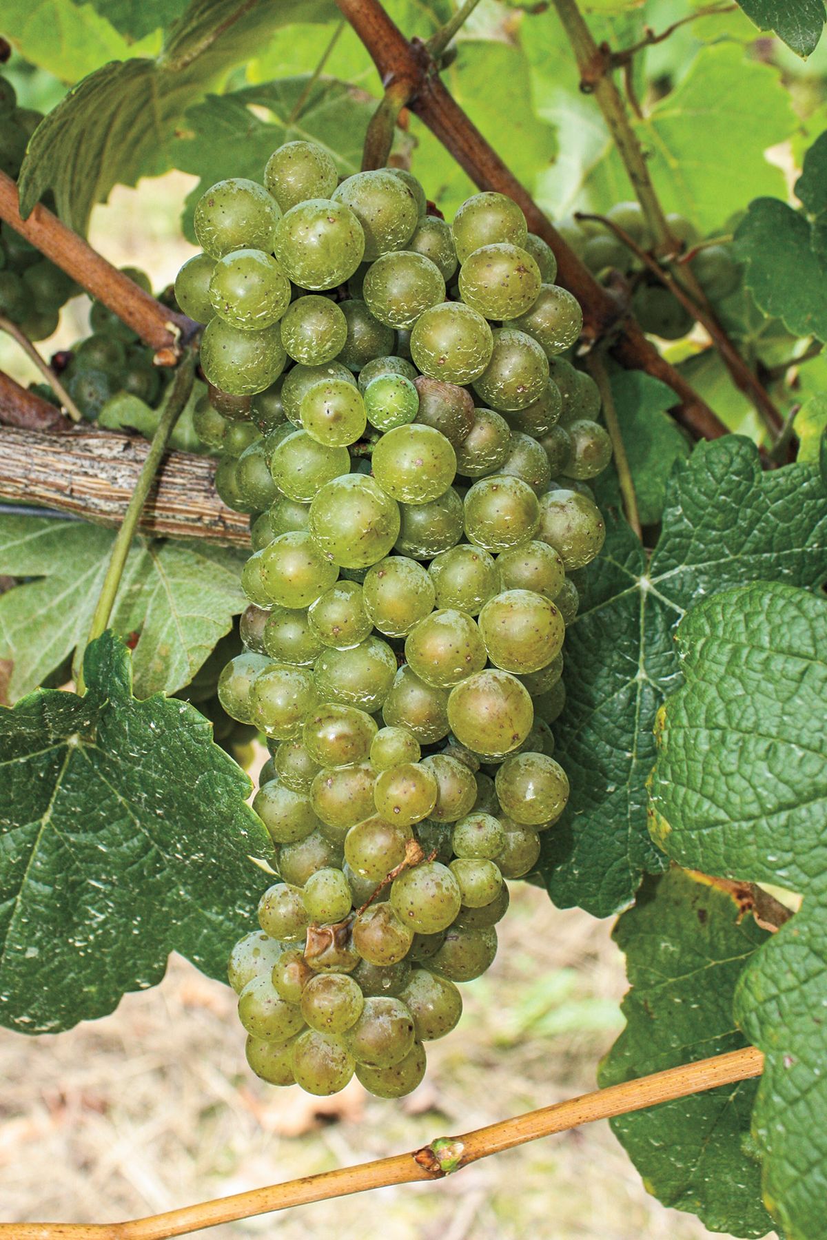 „Petit Courbu“ vynuogės Pietvakarių Prancūzijoje