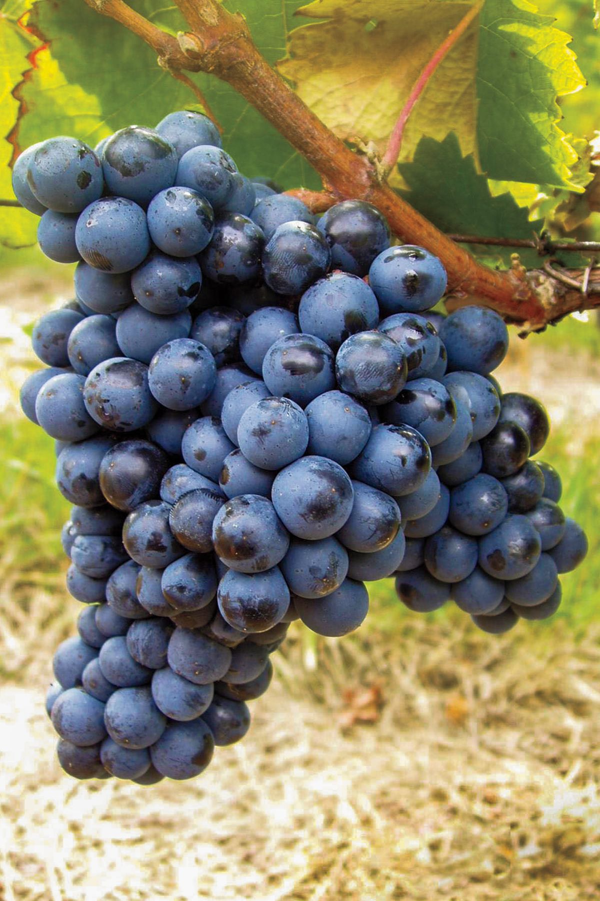 Négrette viinamarjad Edela-Prantsusmaal