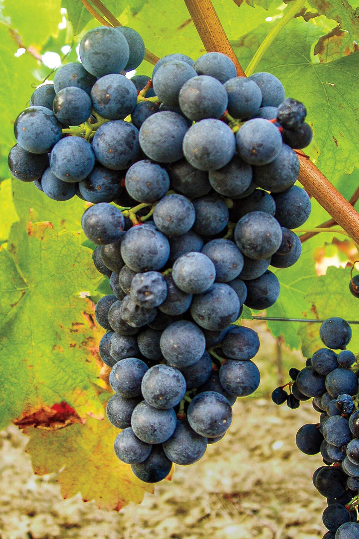 Abouriou vynuogės Pietvakarių Prancūzijoje