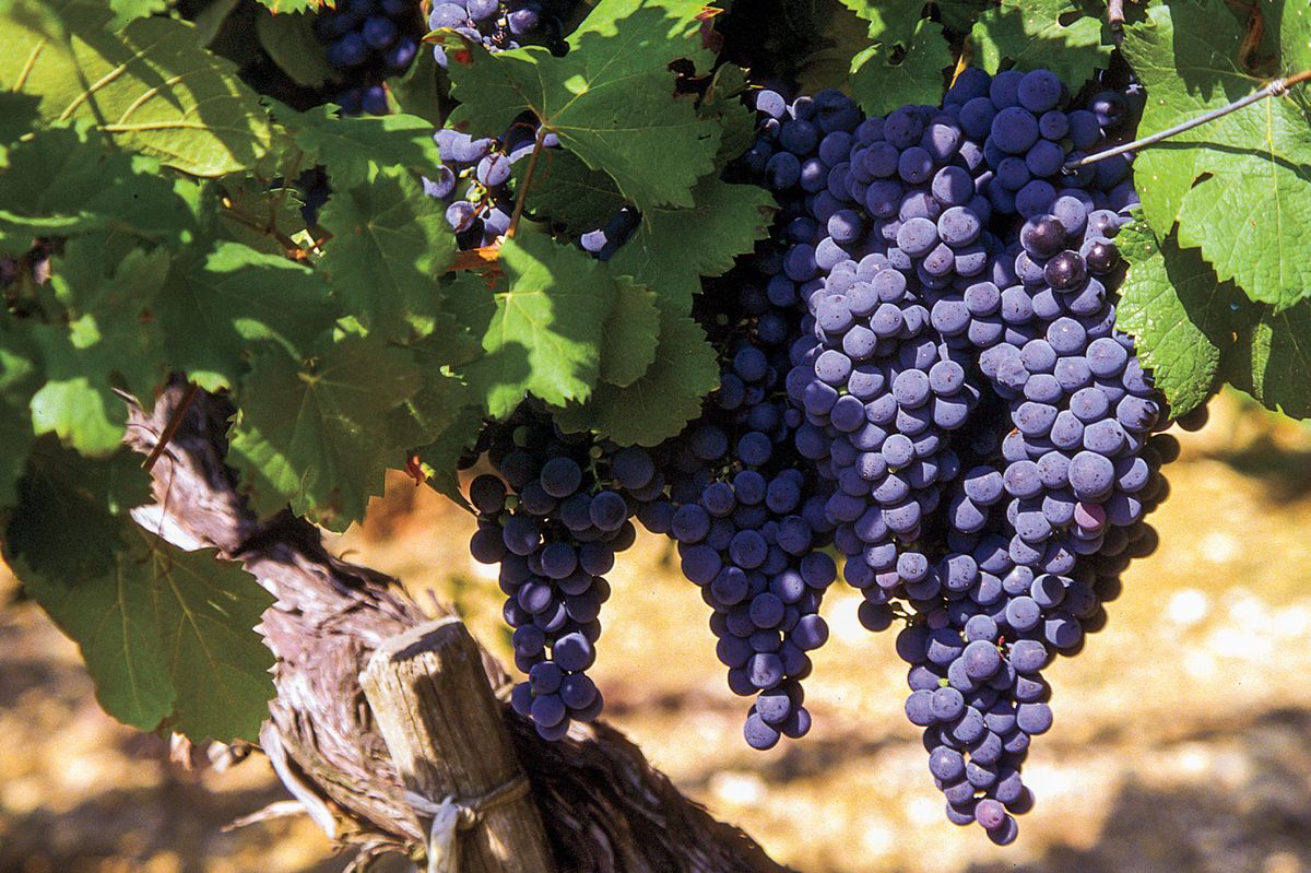 Winogrona Duras w południowo-zachodniej Francji