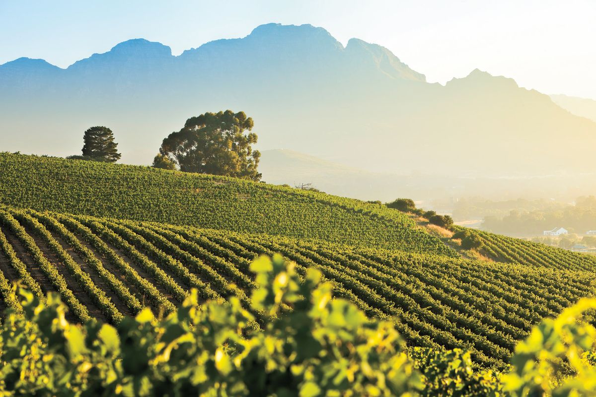 Wijngaarden in Stellenbosch
