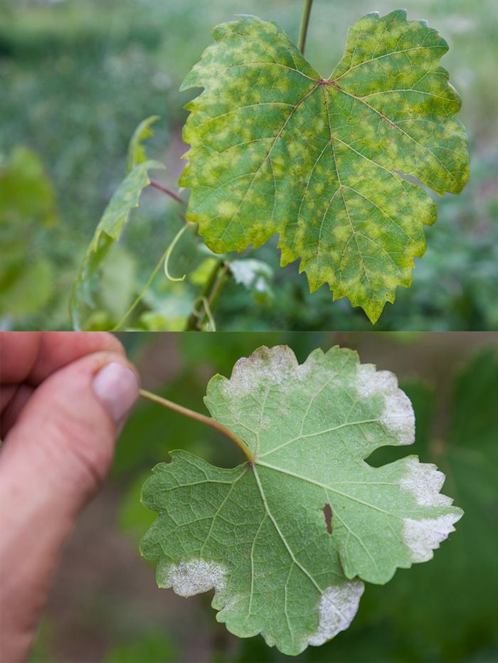 べと病菌（Plasmopara vitikola）/ゲッティの影響を受けたブドウの葉のクローズアップ