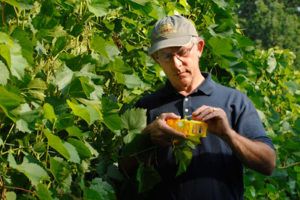 Bruce Reisch bestäubt Traubenblumen / Foto mit freundlicher Genehmigung der Cornell University