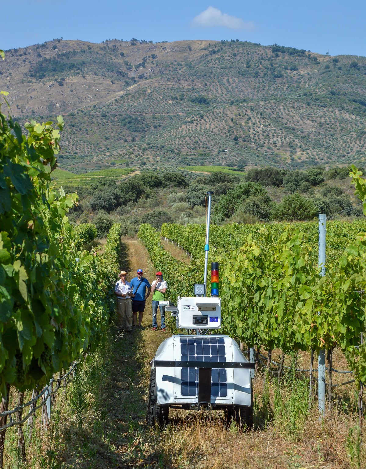 Вертикална слика робота између два реда винограда, планине у позадини