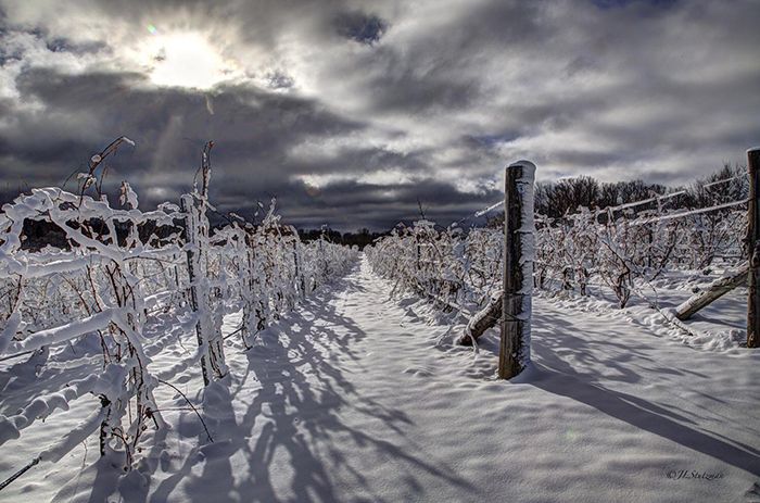 ミシガン州の冬のブドウの木/写真提供：TC Photo、Stockimo、Alamy