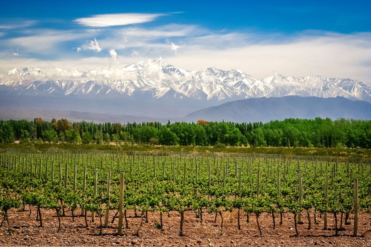 Orgaaniset viinitarhat ja Andit lähellä Mendozaa, Argentiina / Getty
