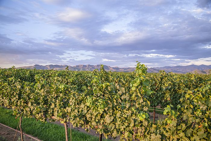 الكرم في مصنع نبيذ LDV ، الواقع في منطقة جبل تشيريكوهوا ، مقاطعة كوتشيس ، جنوب أريزونا / تصوير جينيل بونيفيلد