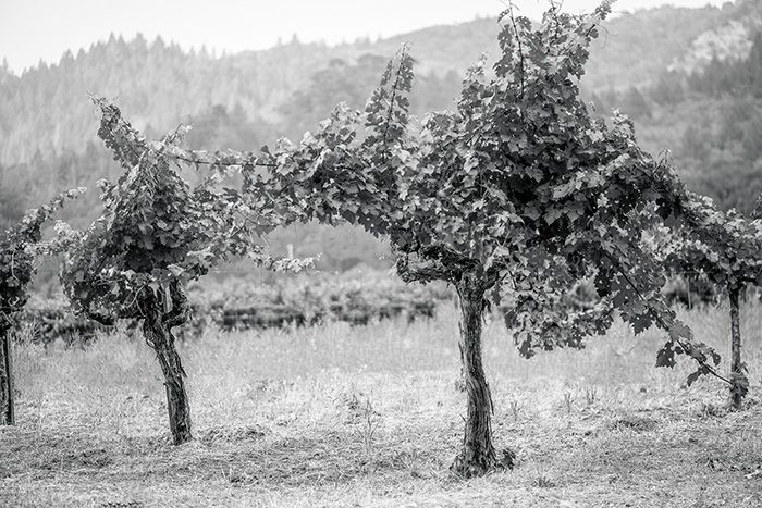 Kebun Anggur Keluarga Delicato Membeli Pabrik Anggur Blossom Hill TWE